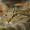 わが猫